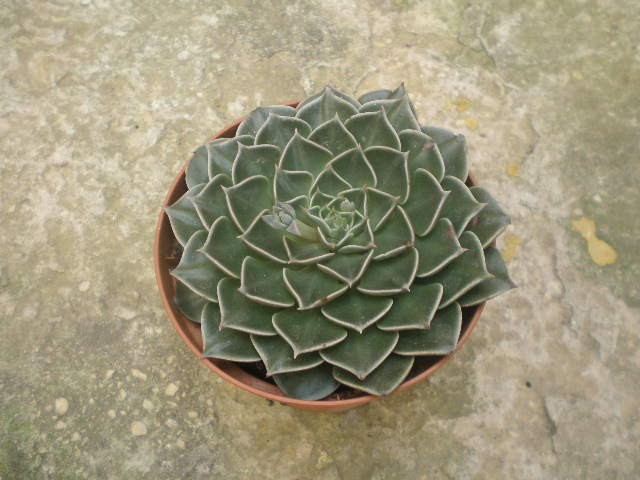 Graptopetalum bellum